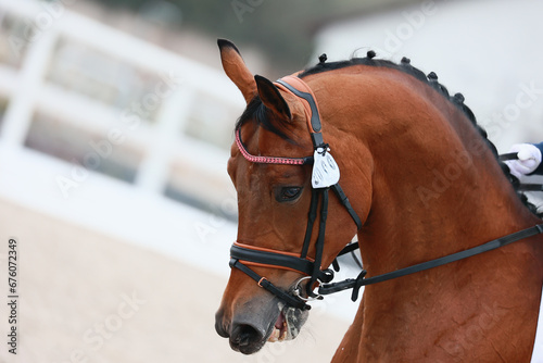 Close-up details of dressage competitions. Horse's head photo