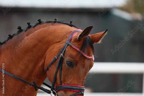 horse head close-up with gathered mane and with frontlet at dressage competitions photo