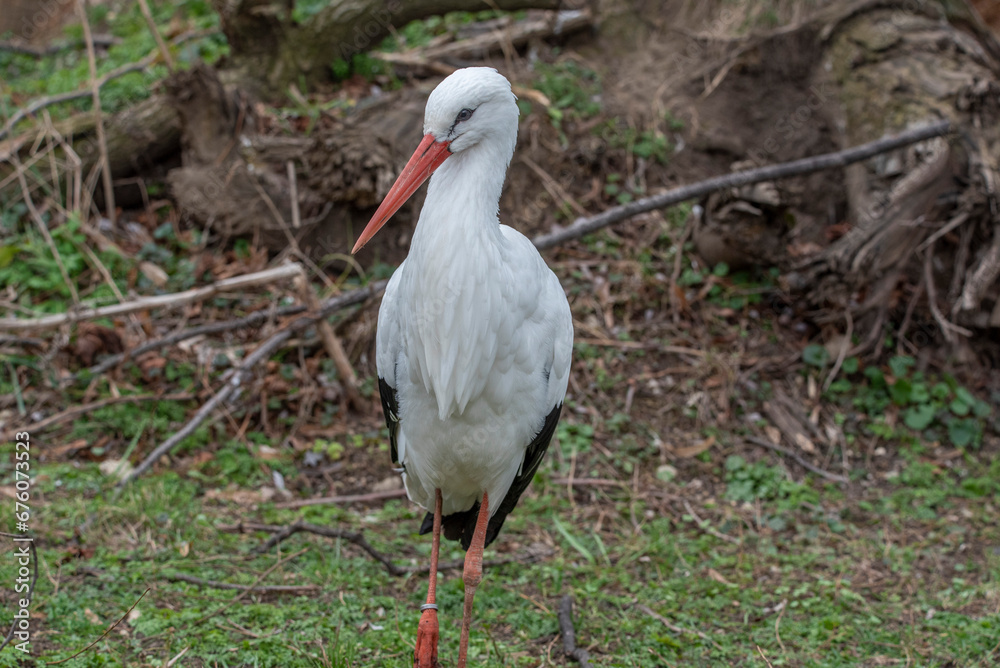 Fototapeta premium White stork