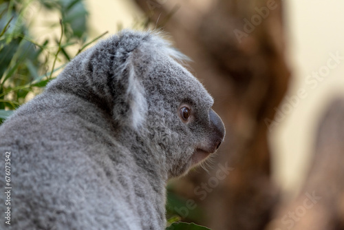 A cute koala. © precinbe