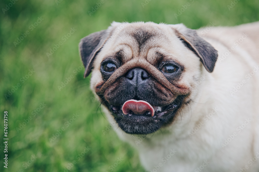 Cute pug dog portrait on green grass background