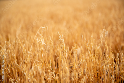 endless field of ripe wheat. View of wheat field waiting to be harvested.