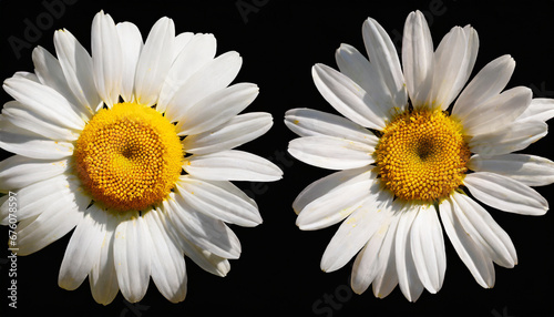 fresh chamomile flower collection with real transparent shadow isolated on transparent background png design element