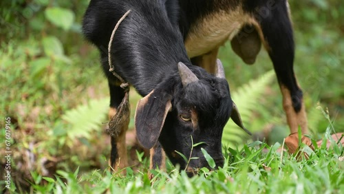 Slow motion a goat grazing on the vibrant, green landscape.