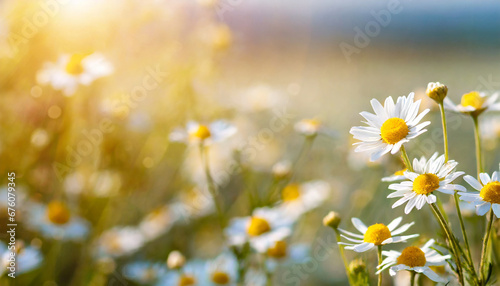 beautiful field meadow flowers chamomile in morning sunny meadow nature landscape close up macro wide format banner copy space
