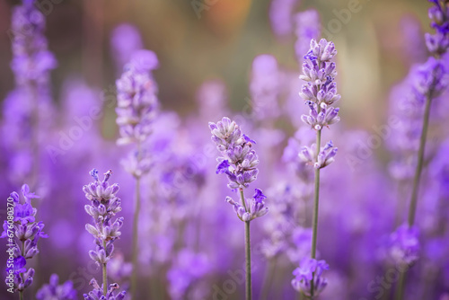 Honey bee on lavender flower in flower bed in garden in summer. Harvesting lavender nectar.