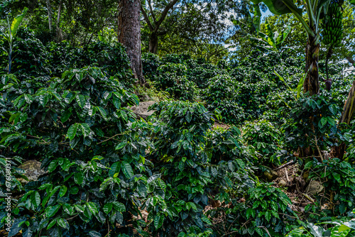 Closeup view of a creen coffee bean plantation in Costa Rica