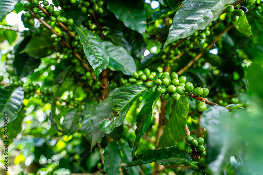 Closeup view of a creen coffee bean plantation in Costa Rica Closeup view of a creen coffee bean plantation in Costa Rica