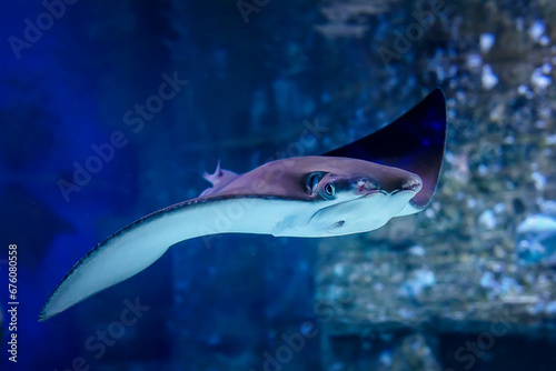 East American stingray (Rhinoptera bonasus) close up. Сownose ray swim in blue water in an aquarium. photo