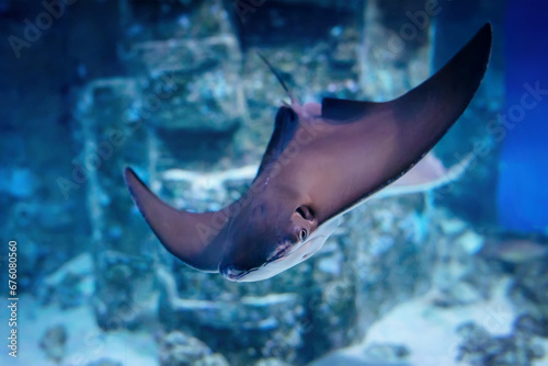 East American stingray (Rhinoptera bonasus). Сownose ray swim in blue water in an aquarium. photo