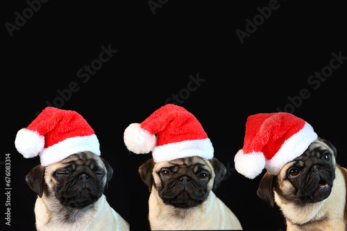 A pug in a Santa Claus hat on a black background. Drawing with the image of pugs. A Christmas card with dogs and a place for text. © Alla