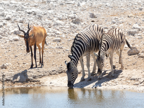 Selective focus view of mother and calf plains zebras at waterhole during a sunny morning, with hartebeest in soft focus background, Etosha National Park, Namibia