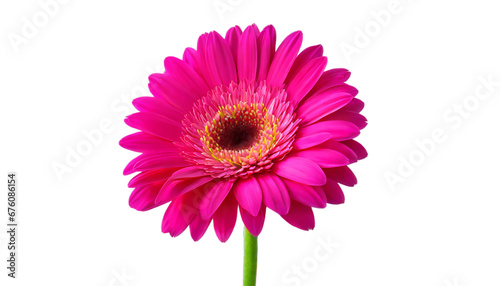 Transparent Background a Pink Gerbera Flower png 