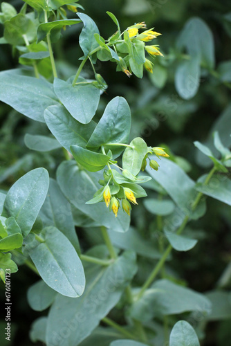 Cerinthe minor grows in nature photo