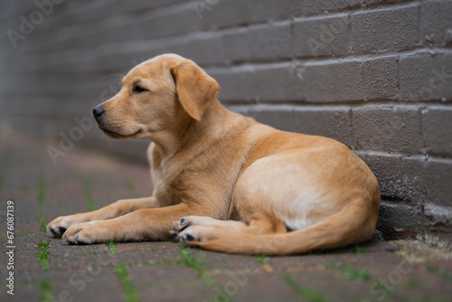 Golden Labrador