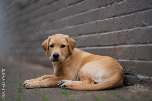 Golden Labrador