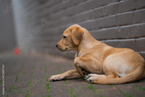 Golden Labrador