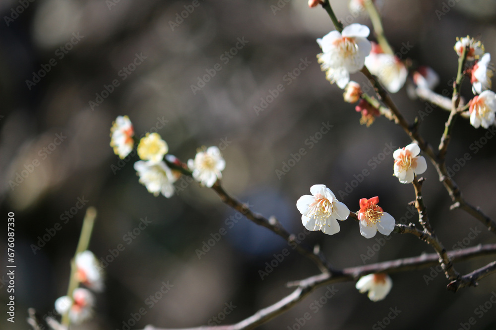 Beautiful Japanese scenery Beautiful Japanese scenery