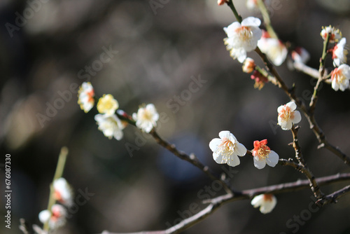 Beautiful Japanese scenery "Plum blossoms blooming in spring"