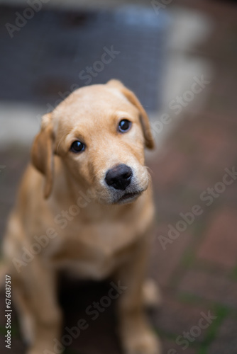 Golden Labrador