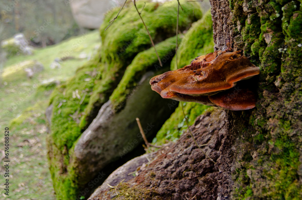 Obraz premium Jotaele25