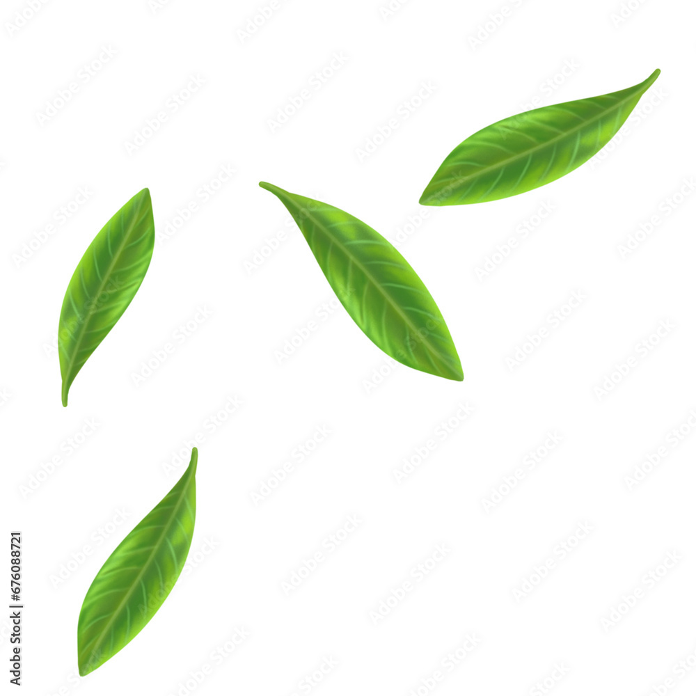 green leaf on a white isolated on transparant background
