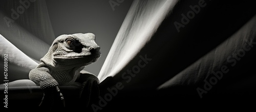 A black and white lizard with its scaly lizard skin cast a fascinating shadow against the curtain