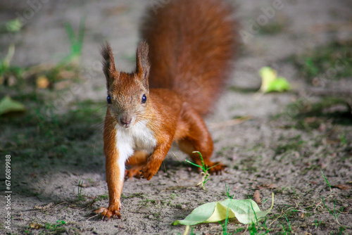 squirrel in the park