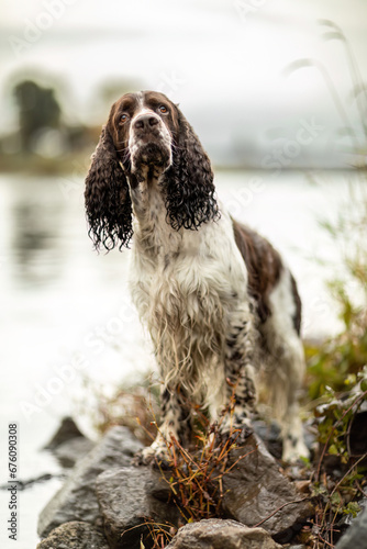 An old english cocker spaniel dog in autumn at a river outdoors, dog portrait