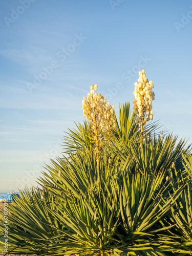 Yucca palm blossom. Vegetation in the south. Fading flowers on a palm tree. White petals