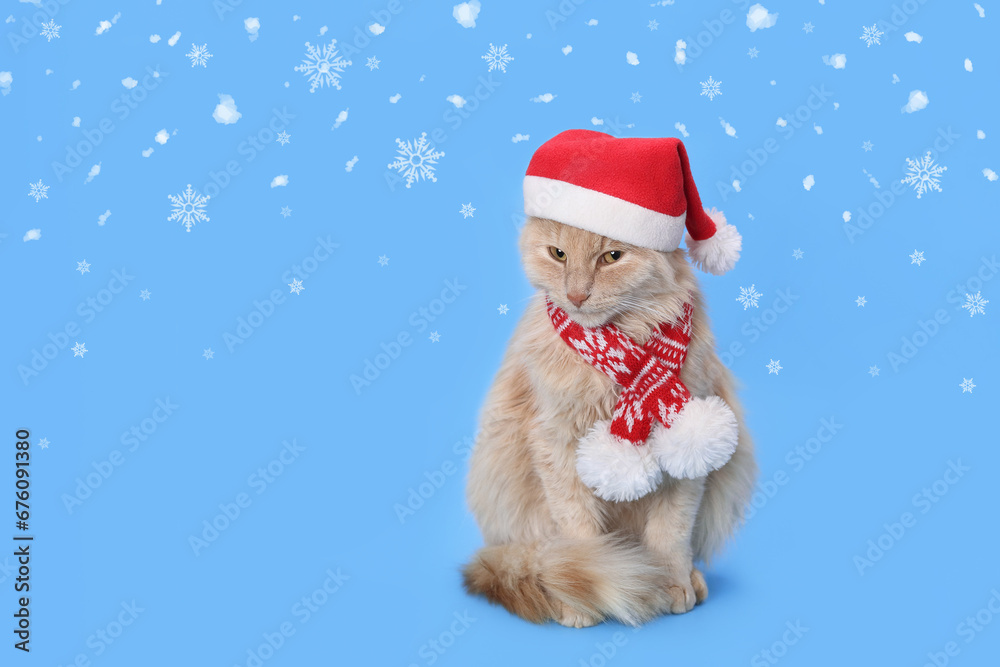 Cat Santa Claus. Red cat wearing Santa Claus xmas red cap on a blue background. Santa's helper. Merry Christmas. Greeting card Happy New Year 2024. Ginger Cat looking at camera. Snowflake. Snow. Cat Santa Claus. Red cat wearing Santa Claus xmas red cap on a blue background. Santa's helper. Merry Christmas. Greeting card Happy New Year 2024. Ginger Cat looking at camera. Snowflake. Snow.