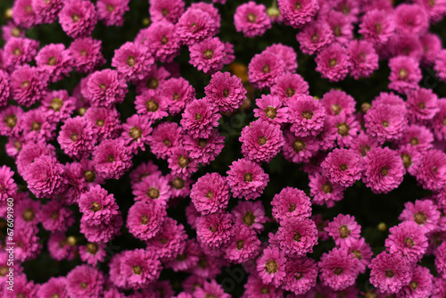 Pink autumn flowers close-up. Chrysanthemums.