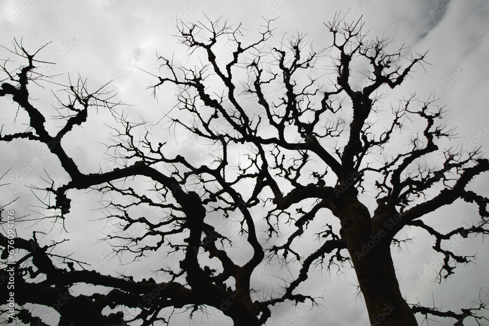 Fototapeta premium Monochrome photo of cloudy sky and leafless tree