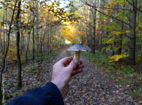 gąska niekształtna photo