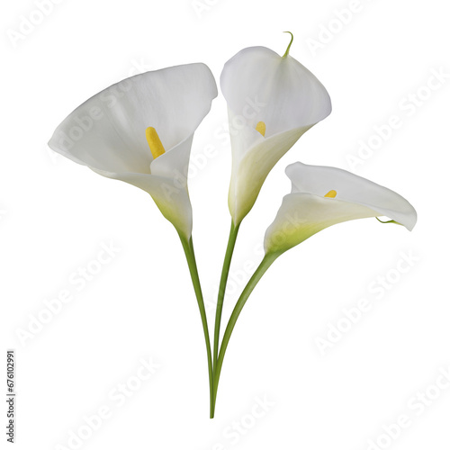 Fototapeta Naklejka Na Ścianę i Meble -  three flowers of white calla