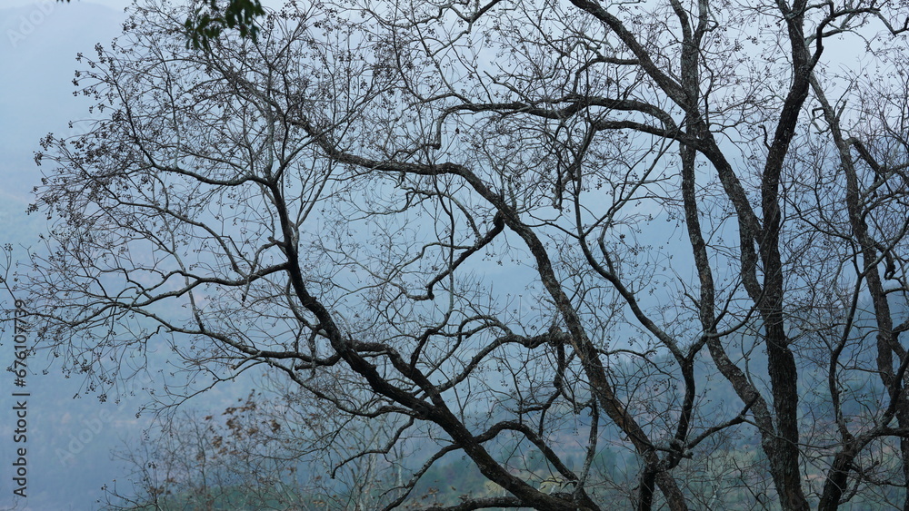 The bare tree branches view in the winter with the blue sky as background The bare tree branches view in the winter with the blue sky as background