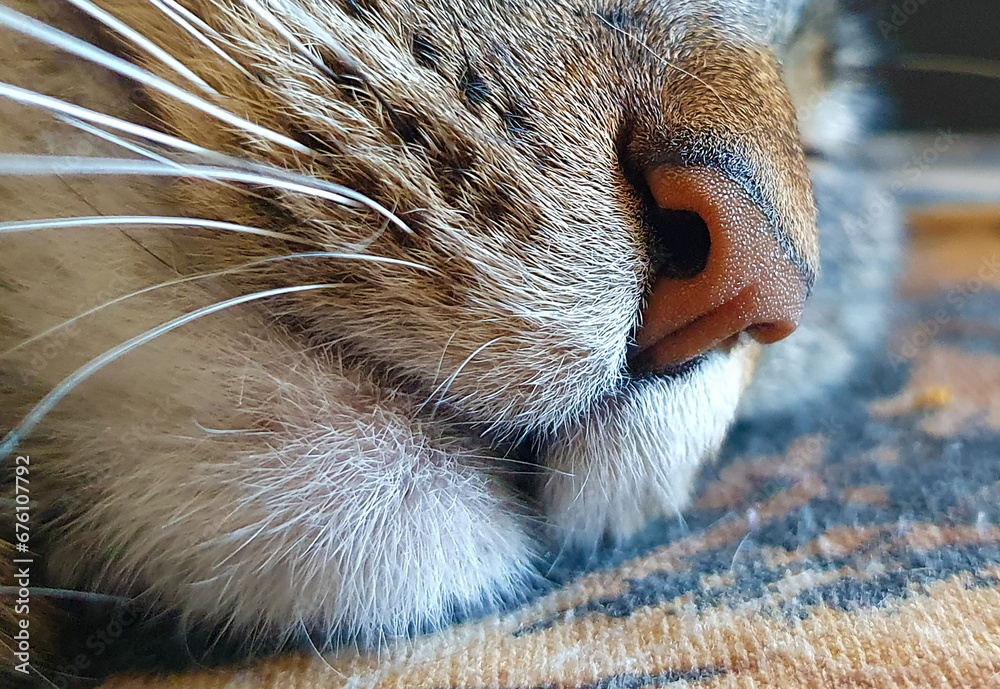 A close up of a sleeping cat's snout