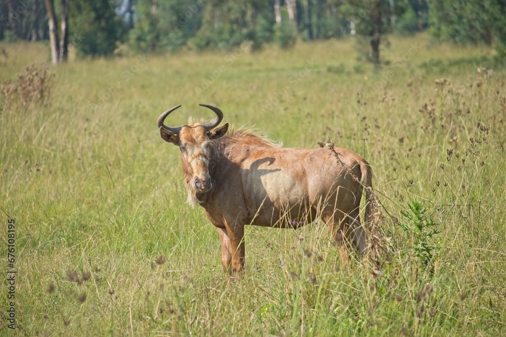 Golden wildebeest or gnu in the middle of a field of long grass Golden wildebeest or gnu in the middle of a field of long grass
