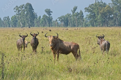 Golden wildebeest  gnu  in a lush green field with blue wildebeest