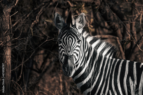 Zebra in South Africa Kruger Park