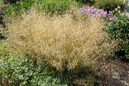 A cereal with long thin dry inflorescences. Deschampsia cespitosa Palava on a garden bed on a sunny summer day. Floral wallpaper.