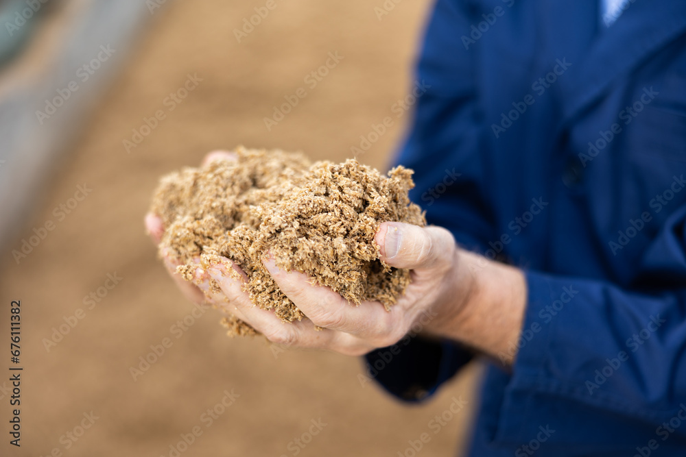 Hands of farmer holding handful of brewer's spent grain, animal feed.