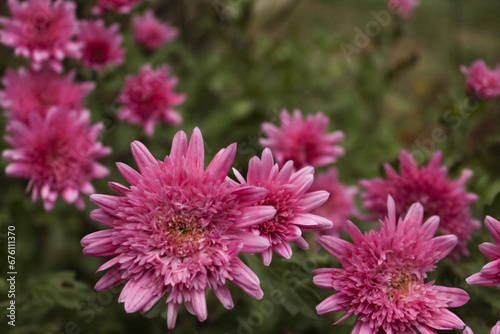 pink chrysanthemum flowers