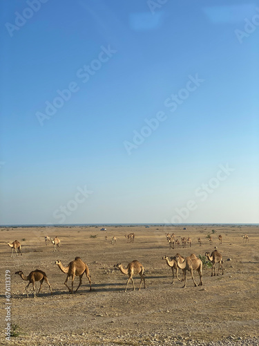 camels walking across the desert, blue sky for background