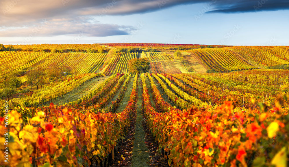 Autumn vineyard
