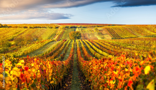 Obraz na płótnie Autumn vineyard w salonie