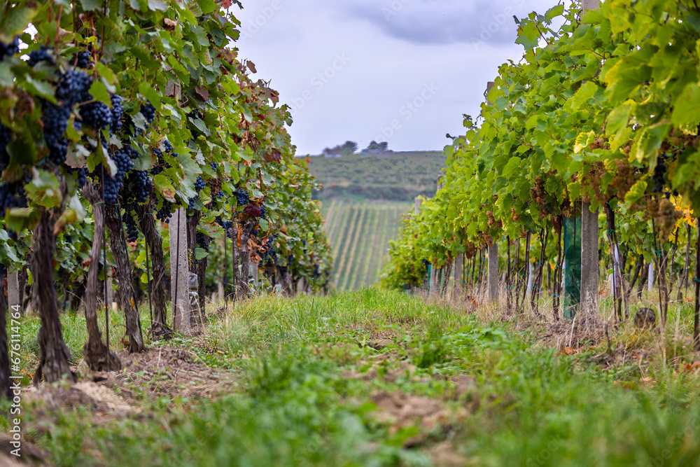 Vineyard Reverie: Low-Angle Perspective