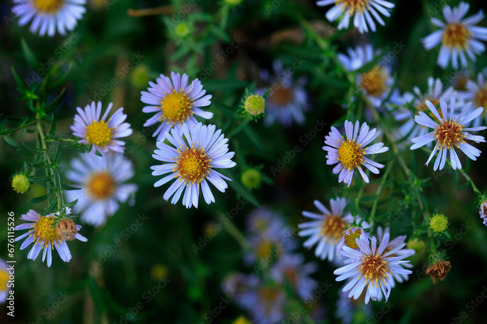 Colorful autumn flowers on nature background