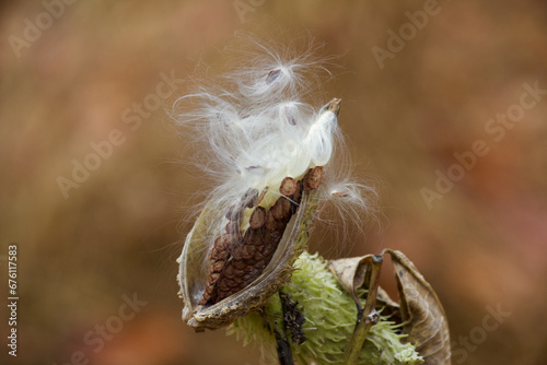 A milkweed pod has burst open and its seeds are ready to disperse in the autumn wind.