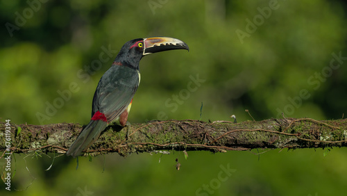 rear view of a collared aracari toucan perched on a tree branch